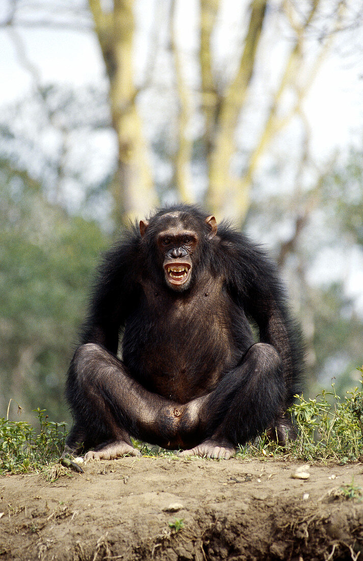 Chimpanzee showing aggression