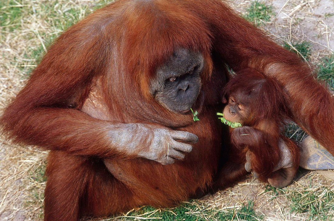 Mother and baby Orangutans nibbling greens