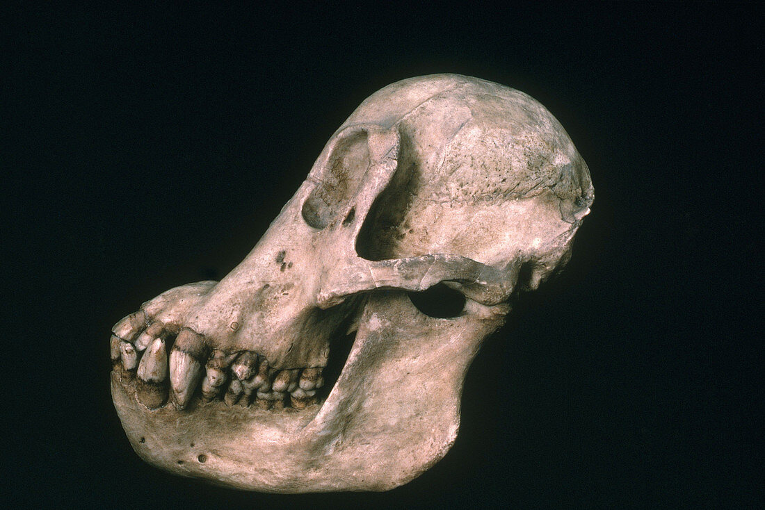 Orangutan Skull