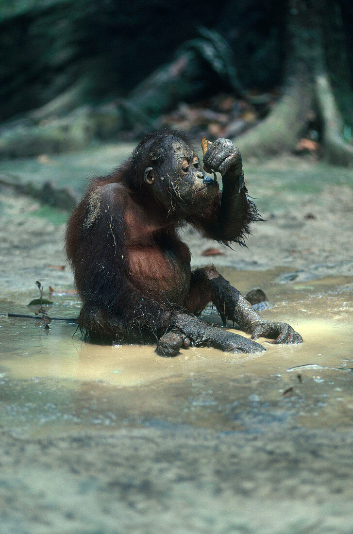 Orangutan Drinking with Leaf