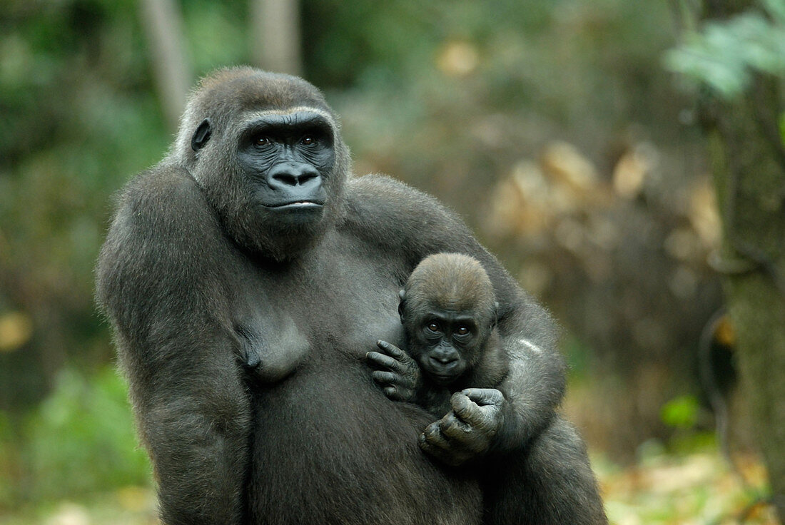 Western Lowland Gorilla mother with young