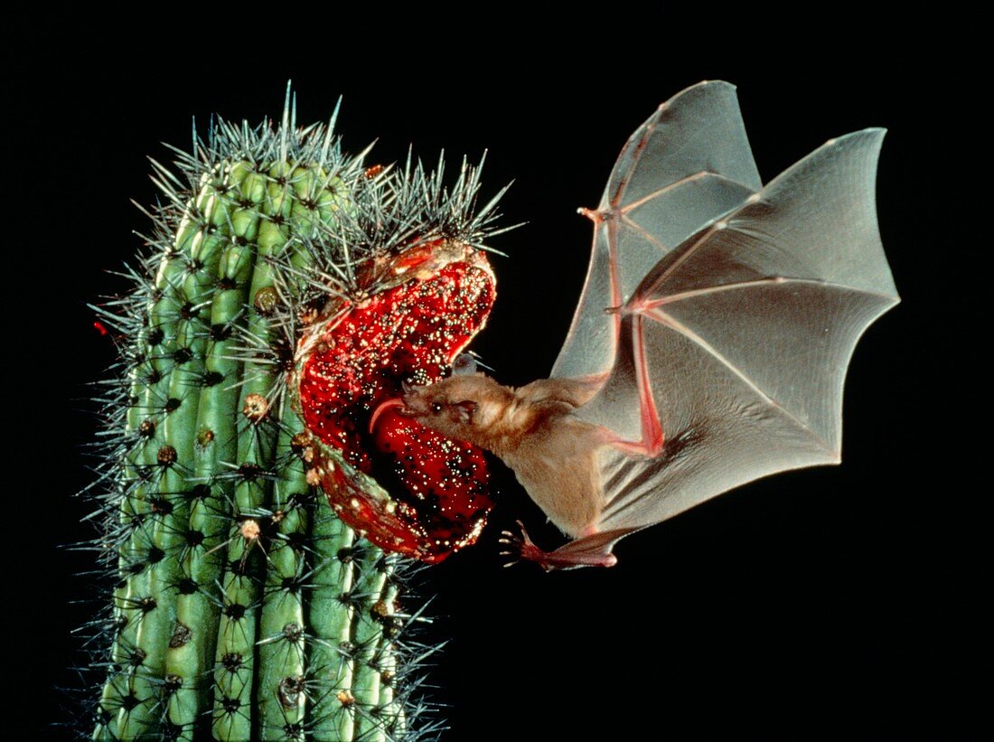 Lesser long-nosed bat feeding