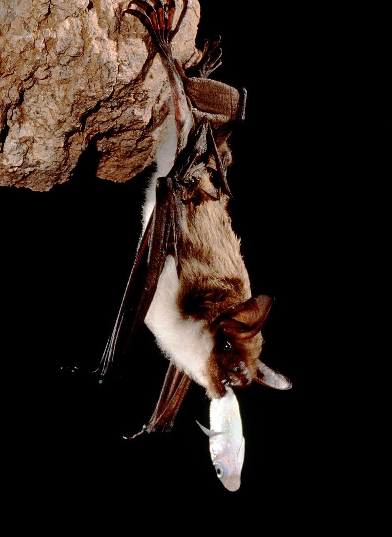 Mexican fishing bat