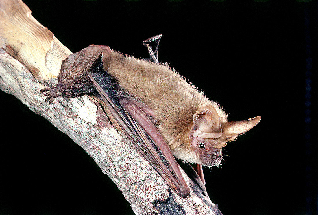 Northern Long-eared Bat
