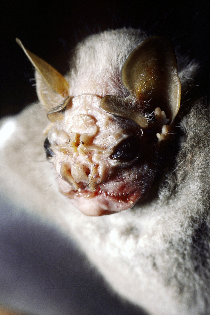 Wrinkle-faced bat (Centureo senex)