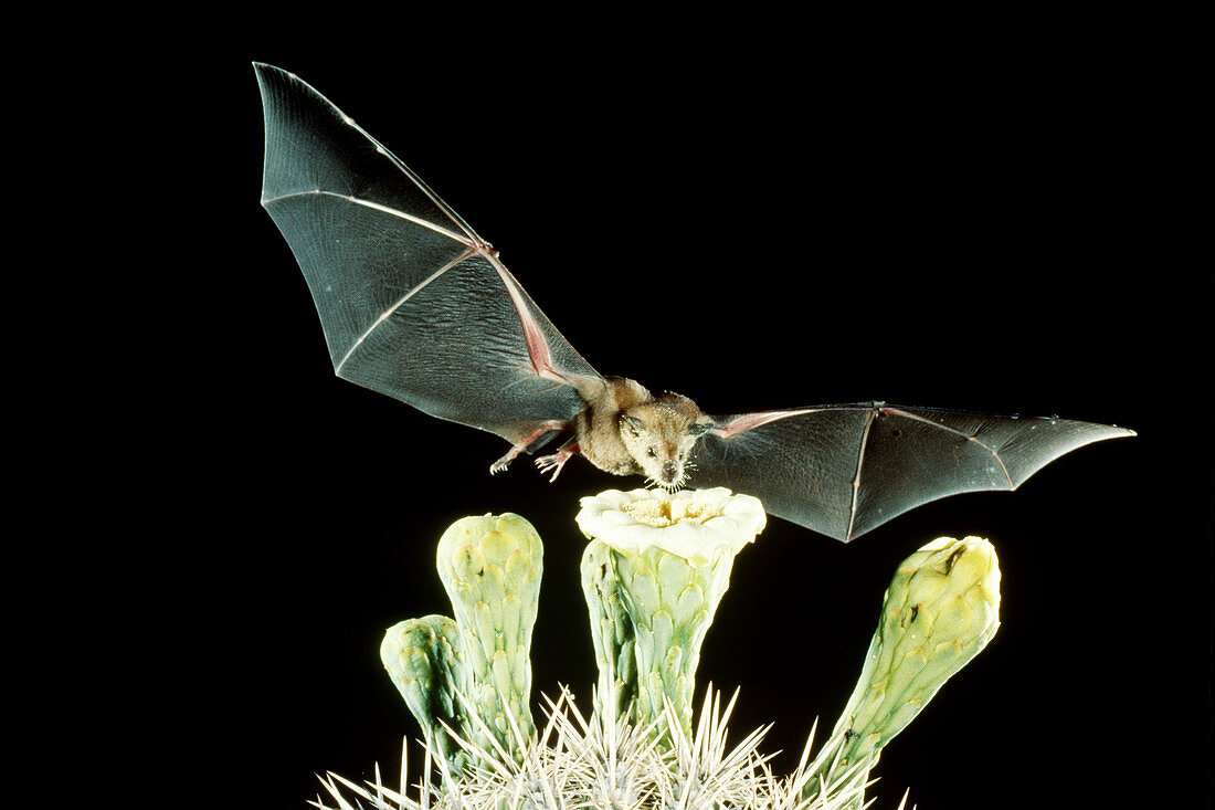 Lesser long-nosed bat at Saguaro flower