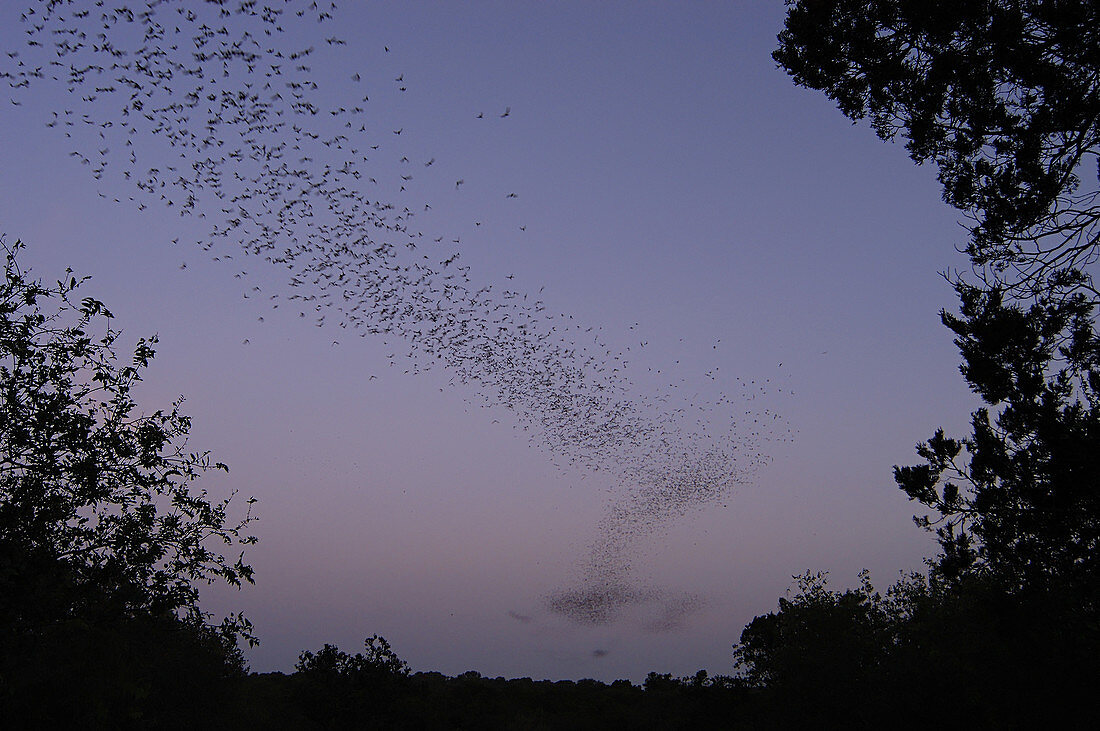Mexican Free-tailed Bats