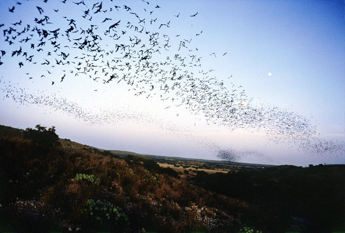 Mexican free-tailed bats at dusk