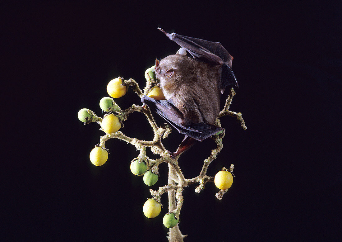 Toltec Fruit-eating Bat