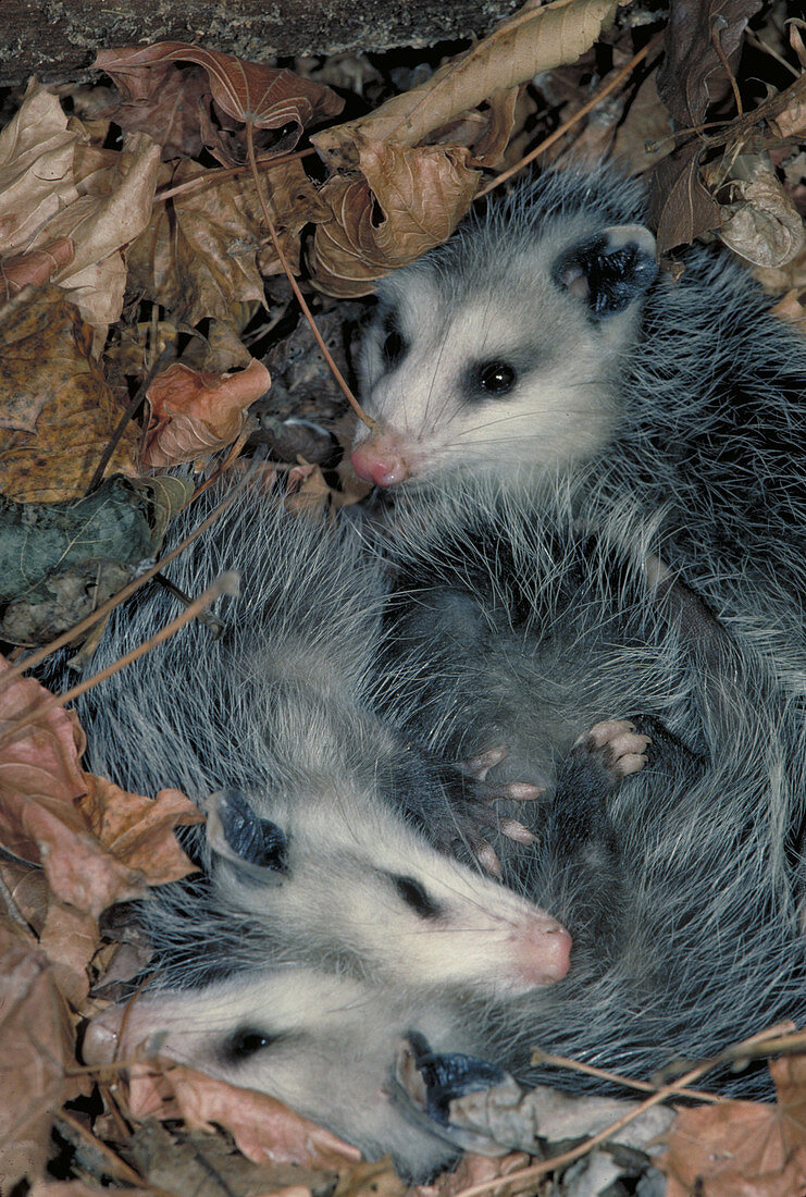 Virginia Opossum in nest