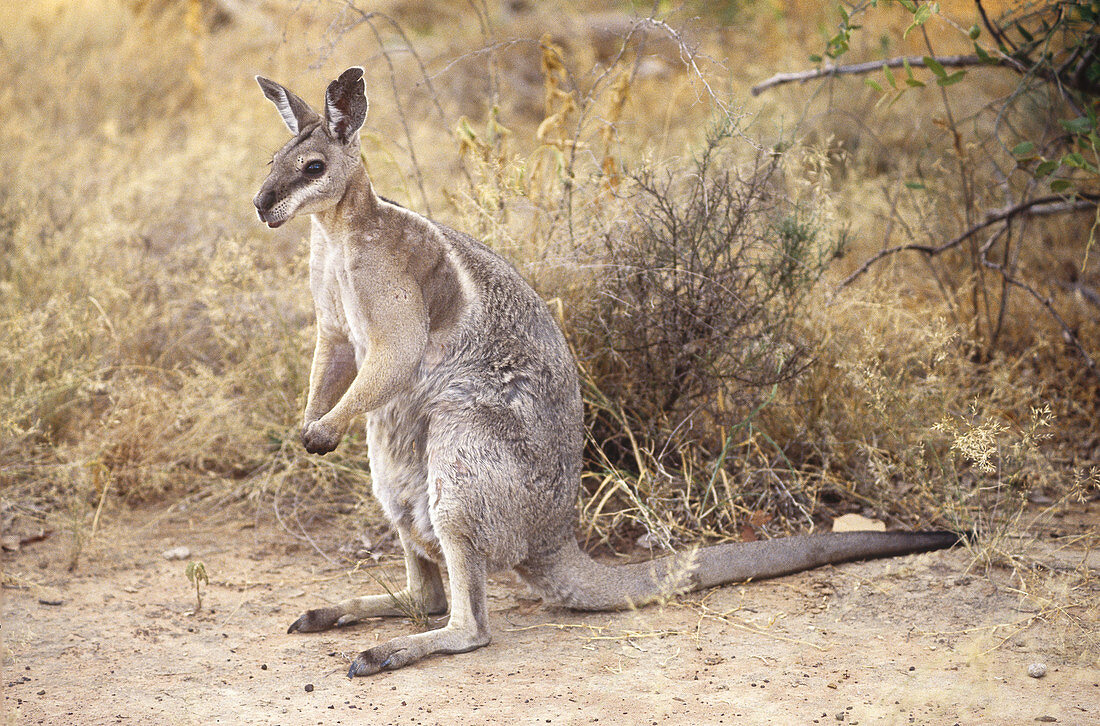 Bridled Nail-tail Wallaby