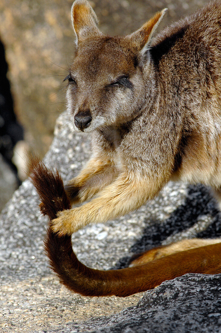 Mareeba Rock Wallaby (Petrogale mareeba)
