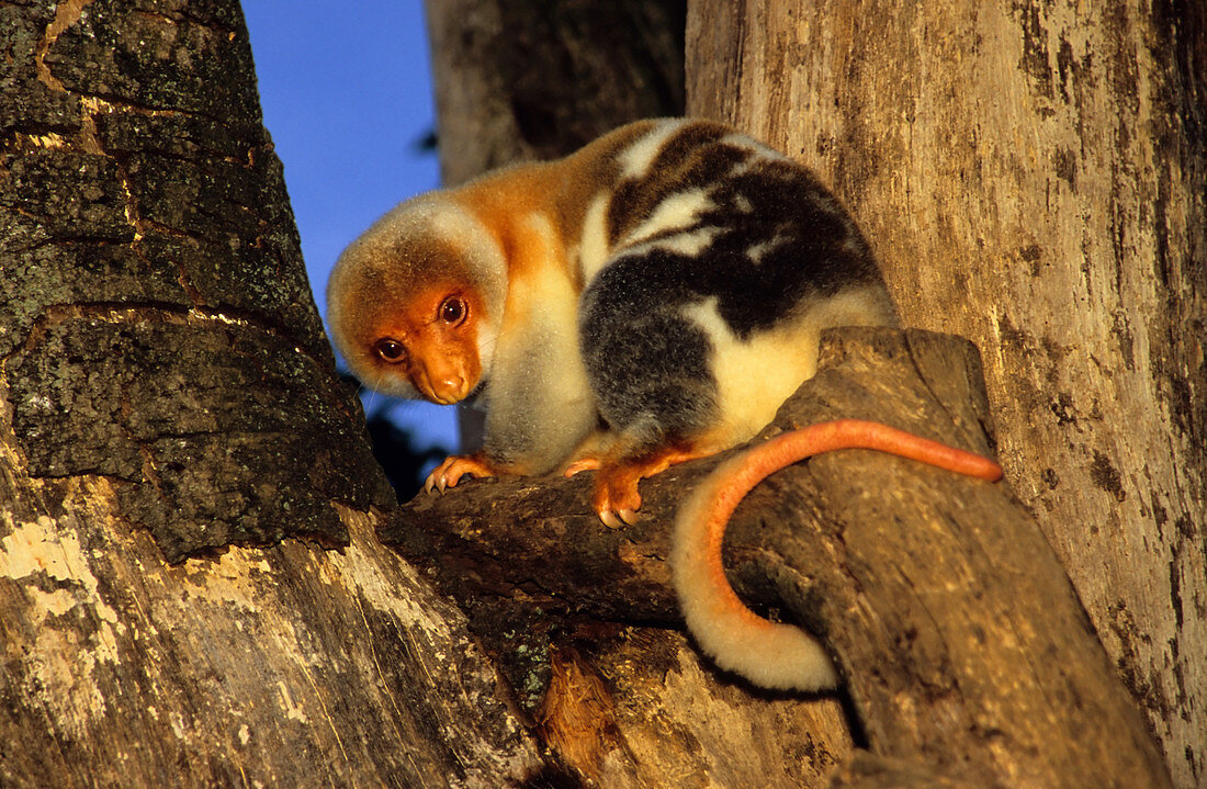 Common Spotted Cuscus
