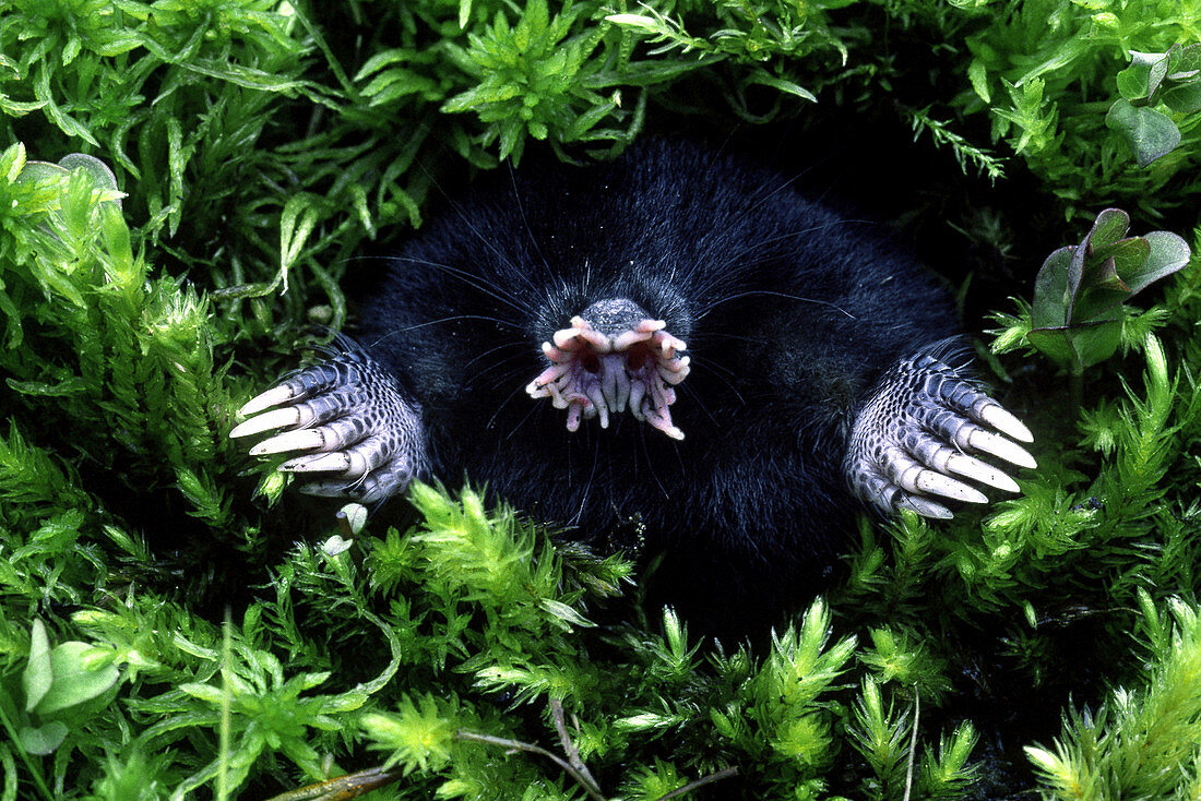 Star-Nosed Mole (Condylura cristata)