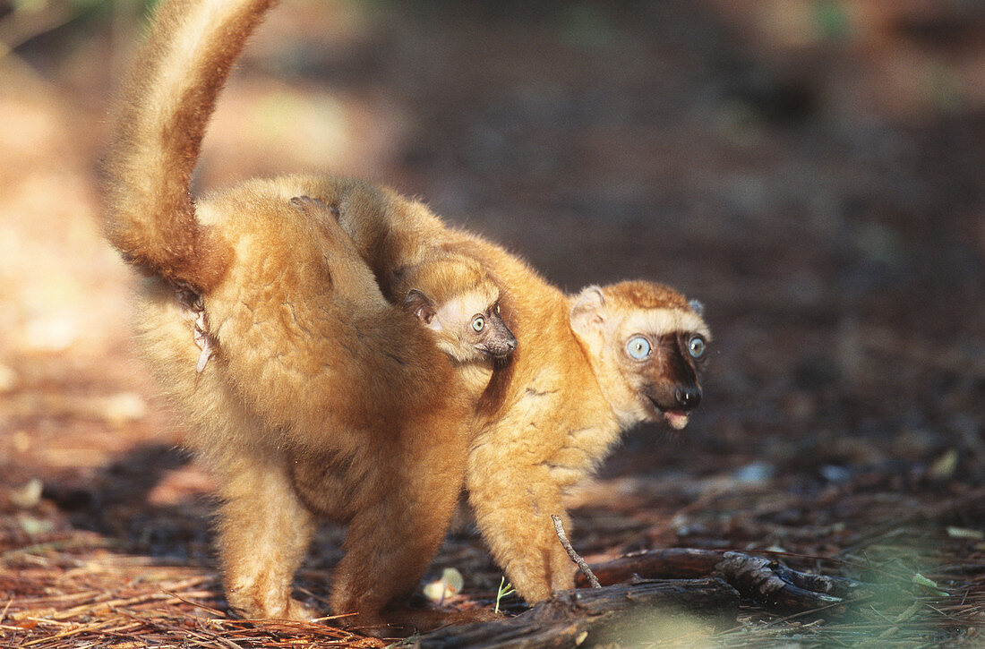 Blue-eyed Lemur with young