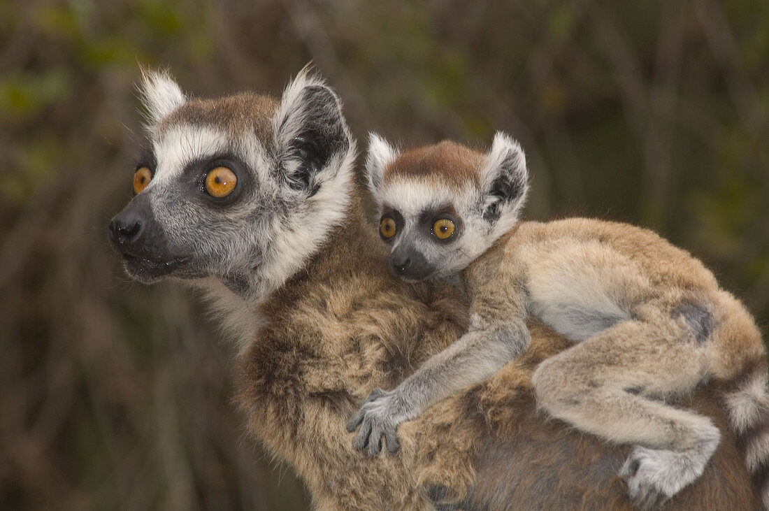 Ringtailed Lemurs