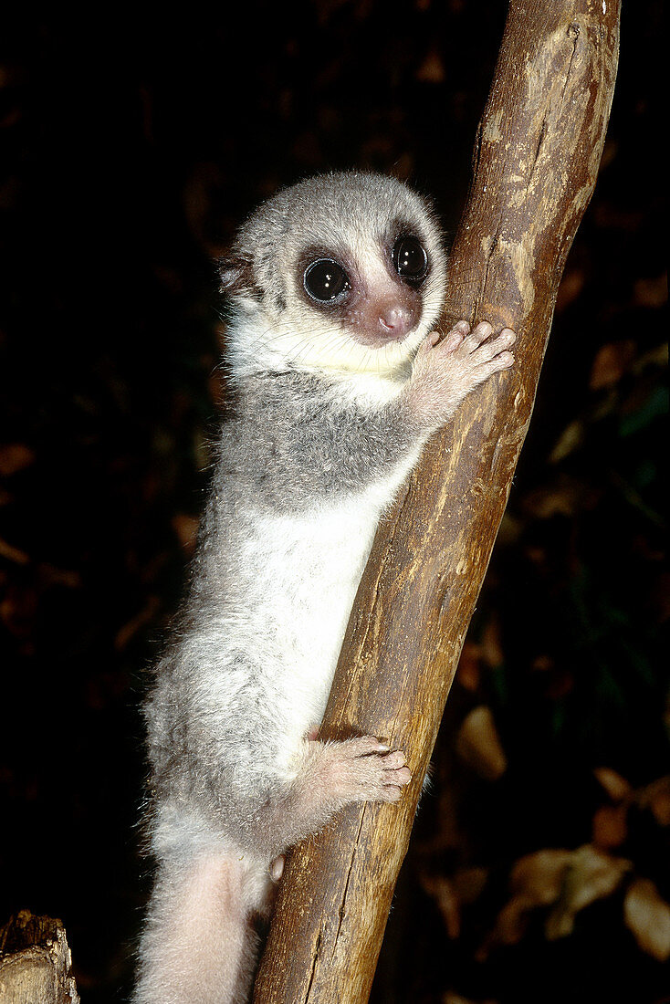 Fat-tailed Dwarf Lemur