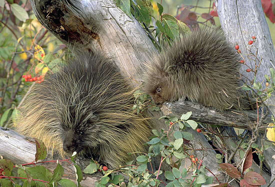 Porcupine adult with young