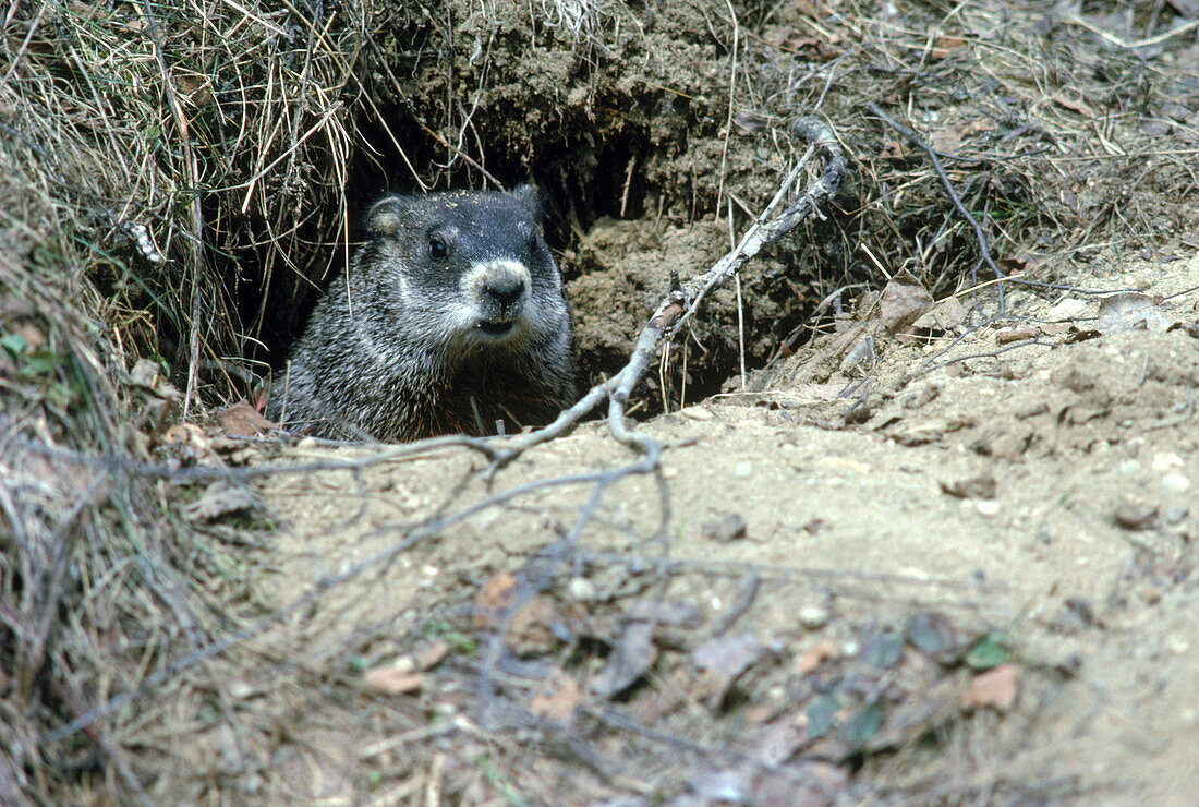 Groundhog peeking out of burrow