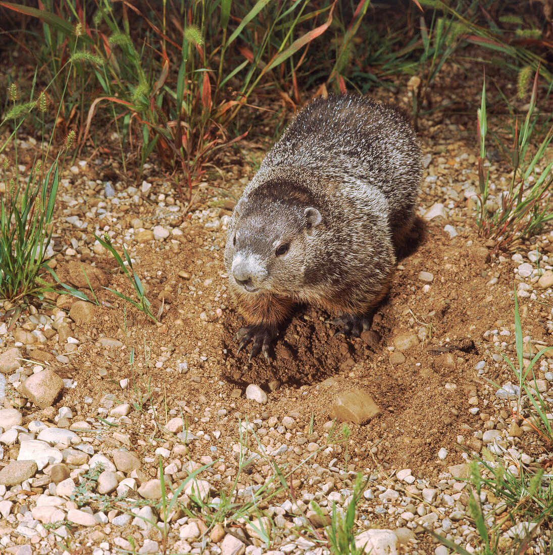 Woodchuck digging (Marmota monax)