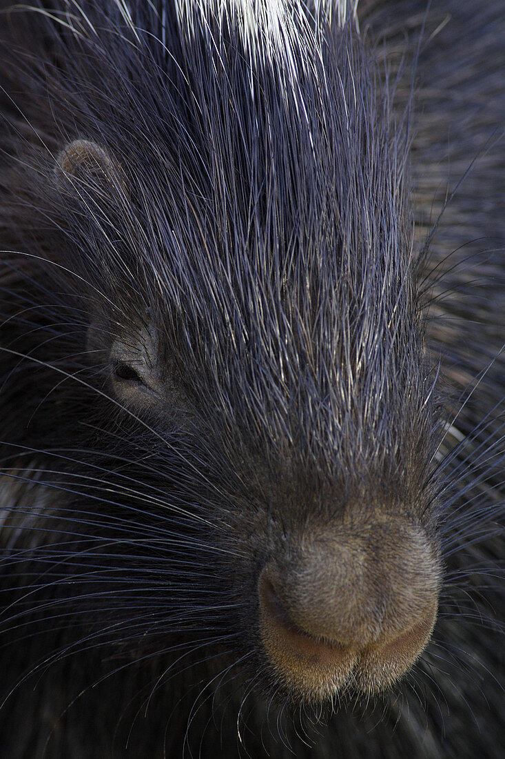 North African Crested Porcupine