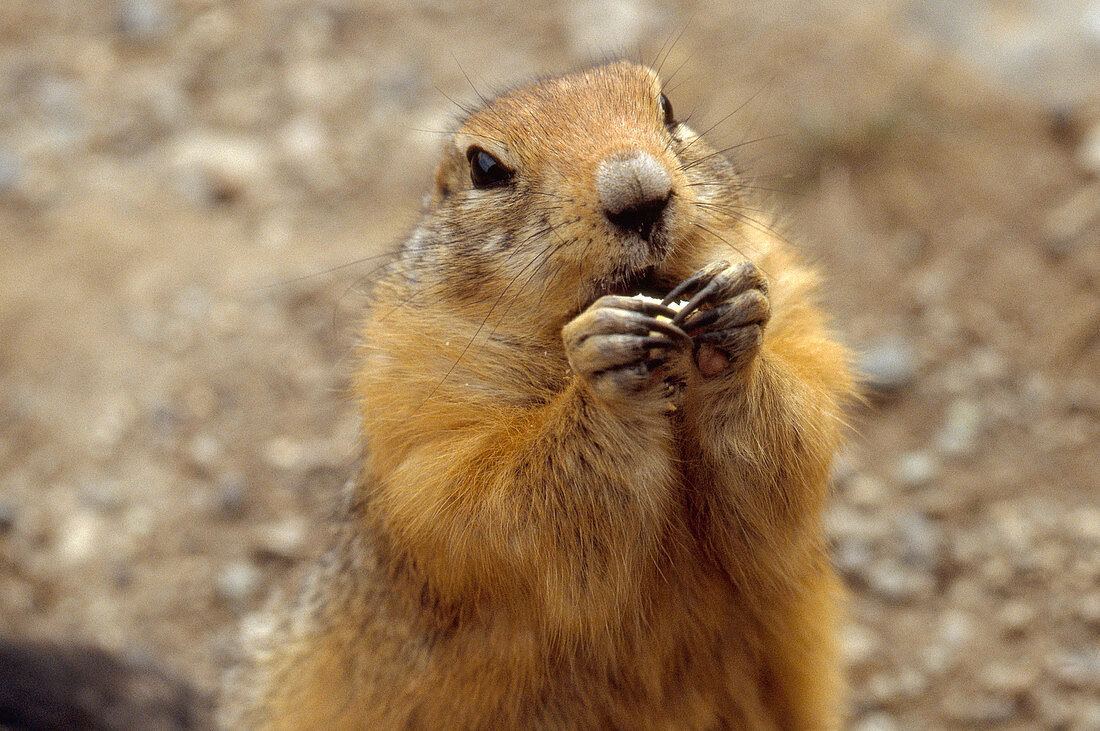 Arctic Ground Squirrel with food
