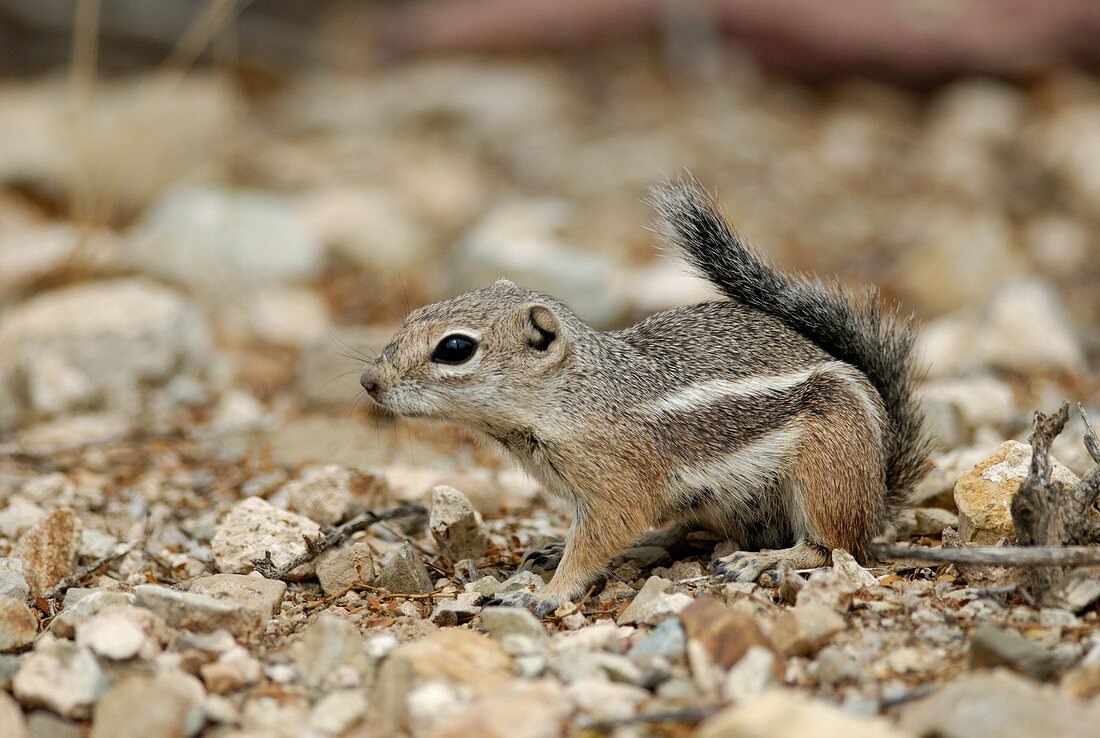 Harris or Yuma antelope squirrel