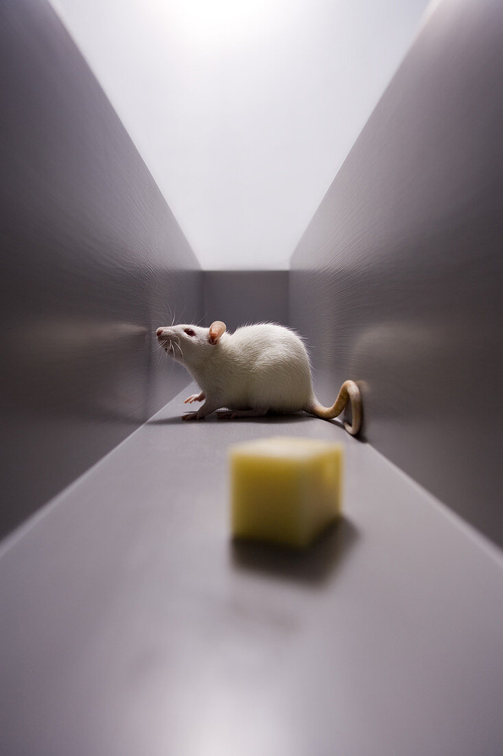 Rat in Maze