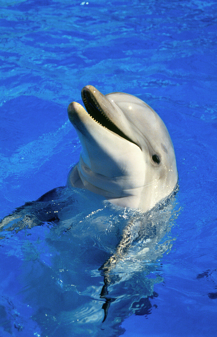 Bottlenose dolphin