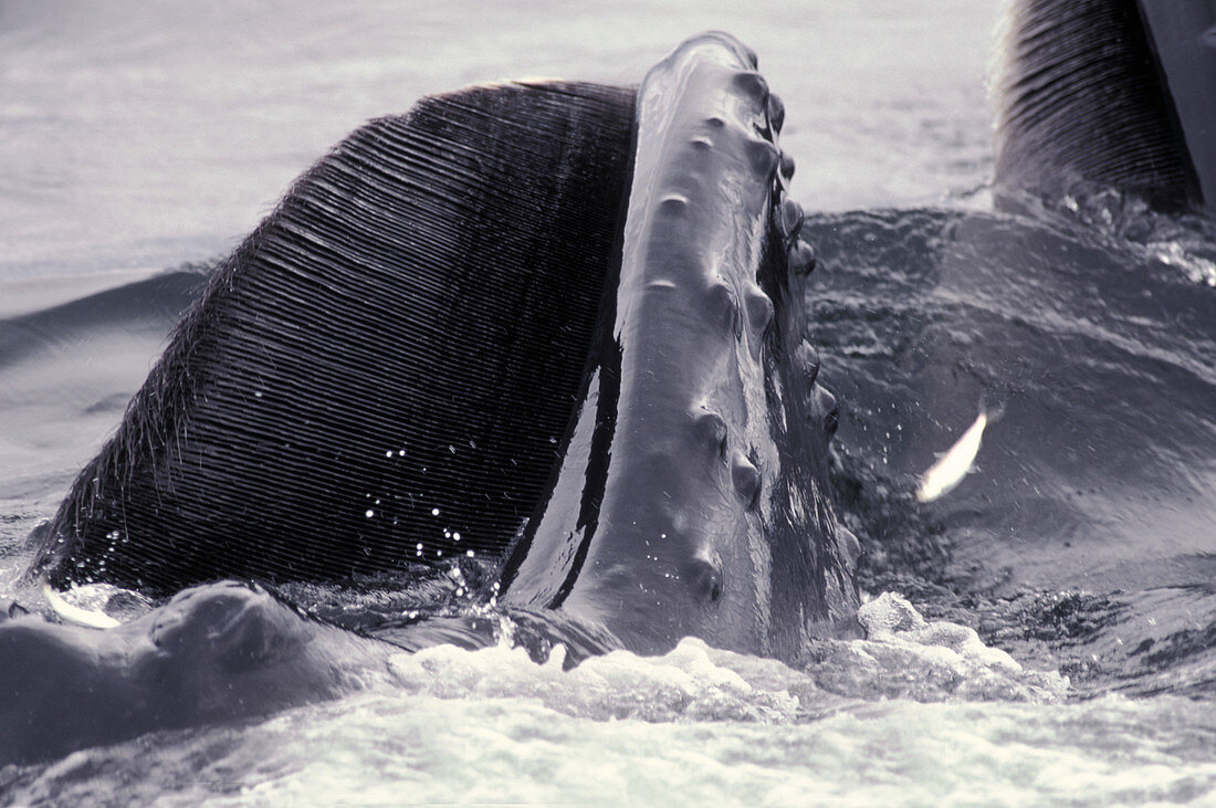 Humpback Whale baleen