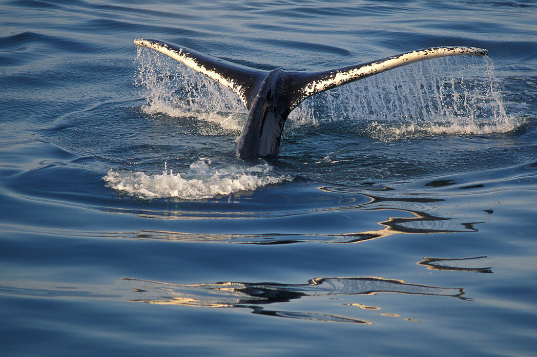 Humpback Whale's fluke
