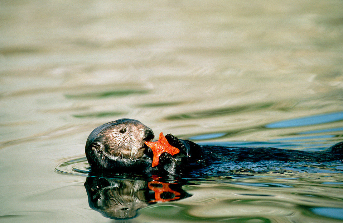 Sea otter (Enhydra lutris) holding a starfish