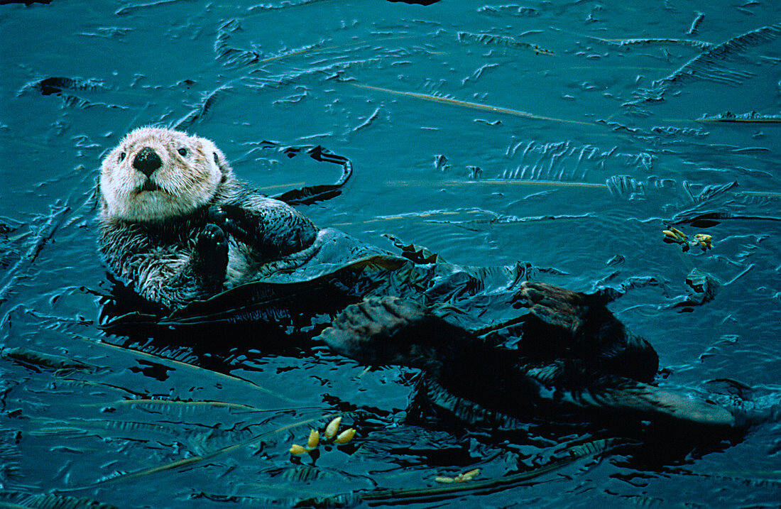 Sea otter (Enhydra lutris) in bull kelp bed