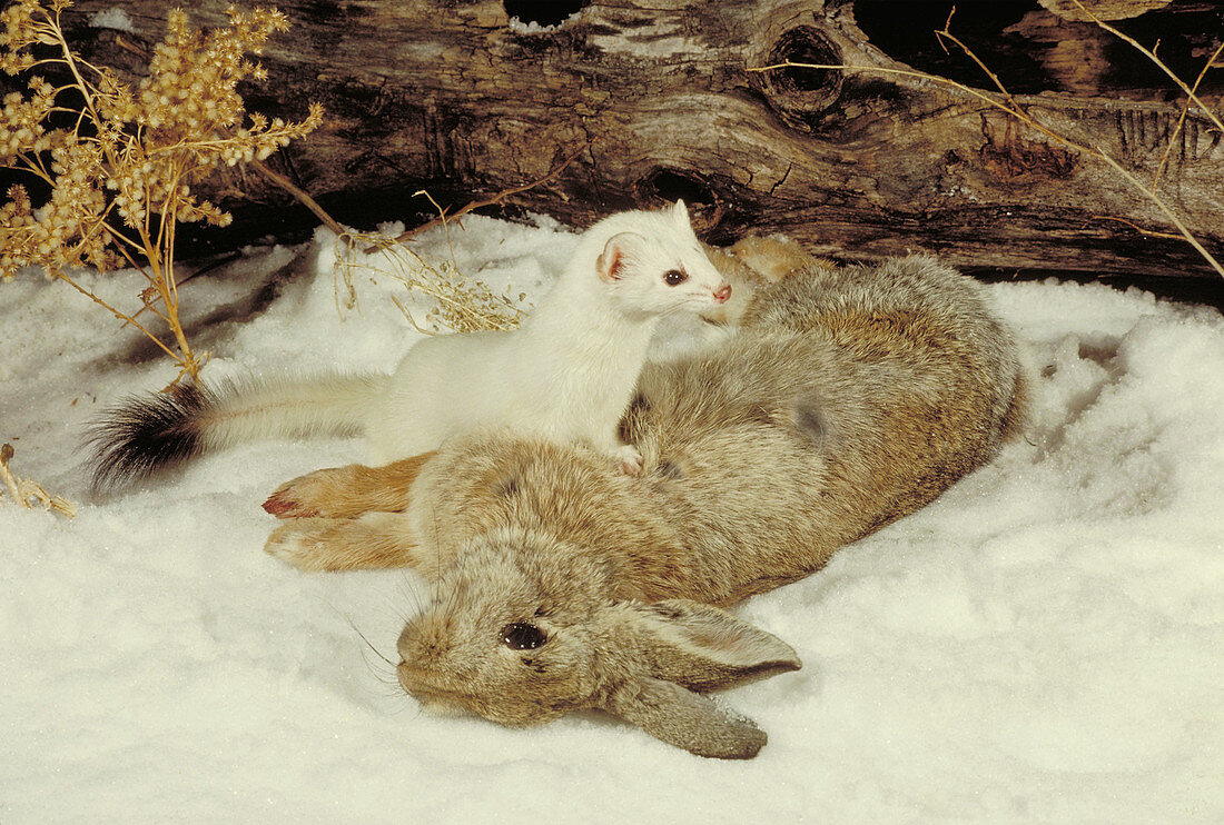 Weasel with prey