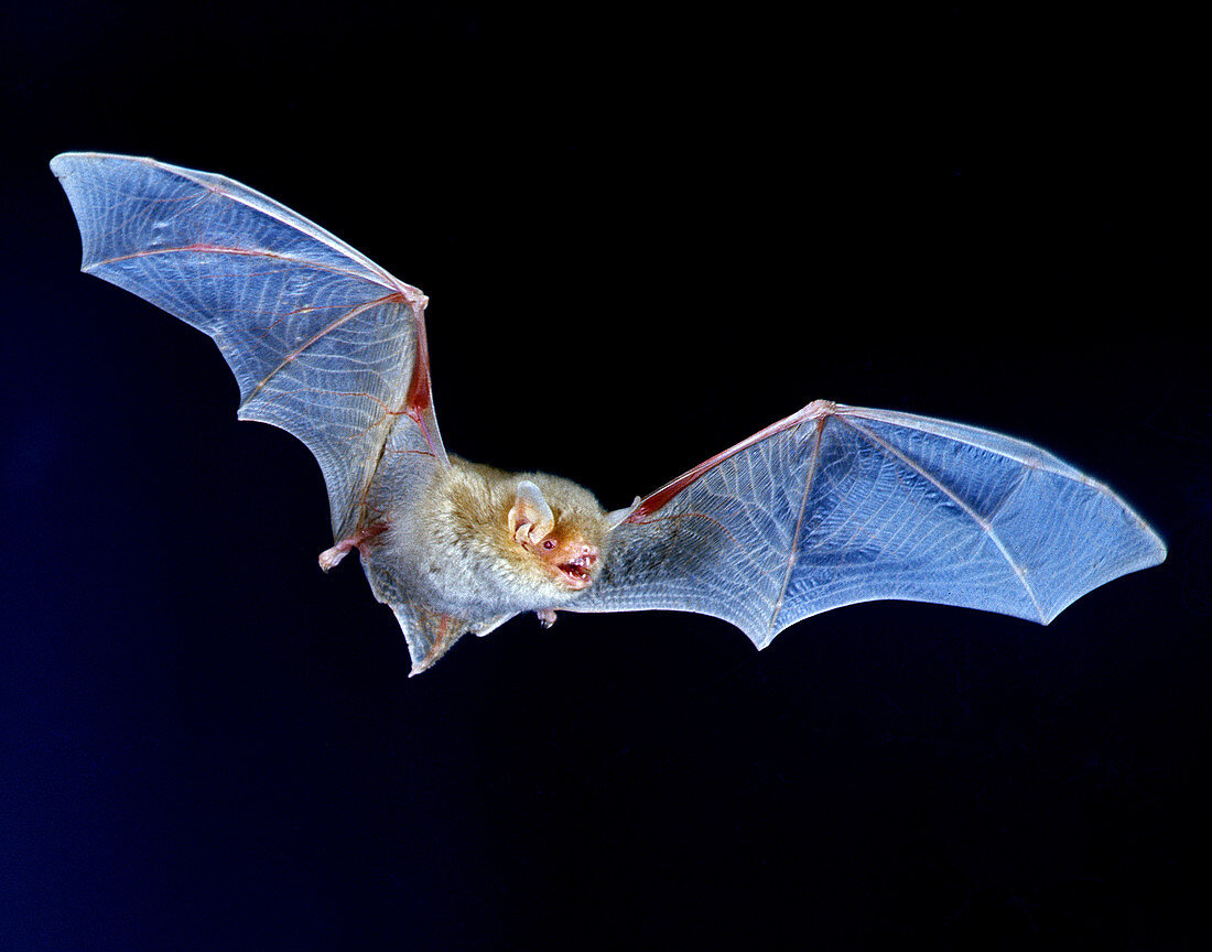 Albino Brown Bat (Myotis lucifugus) in Flight
