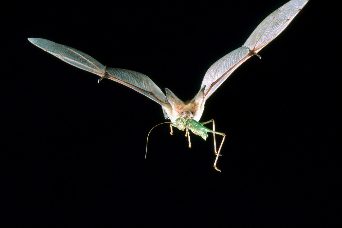 Pallid Bat (Antrozous pallidus) flying w/prey