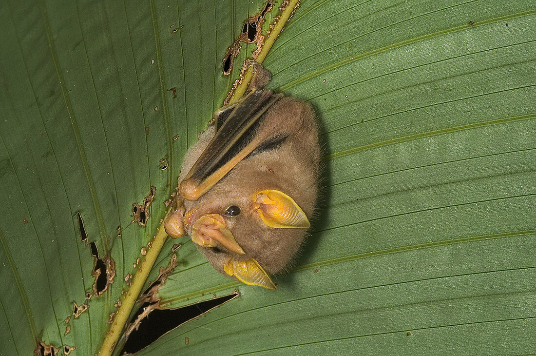 Yellow-eared bat