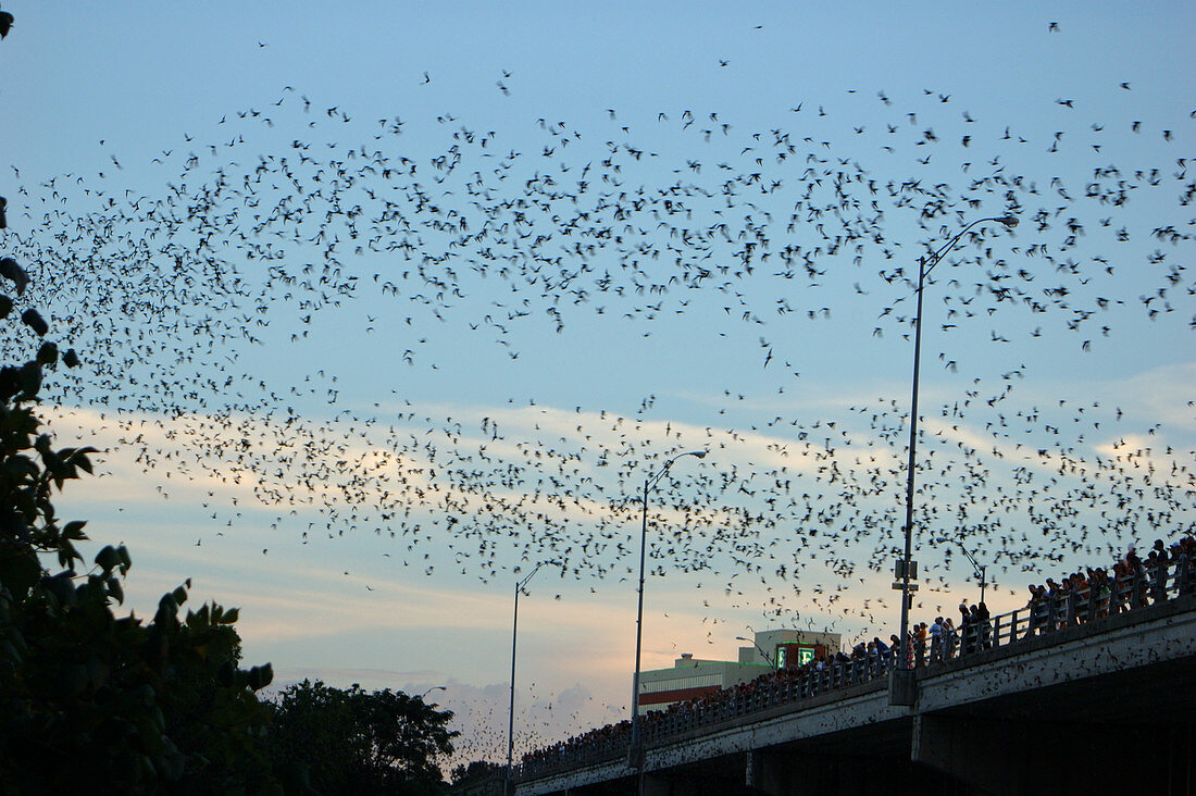 'Mexican Free-tailed Bats in Austin,Texas'