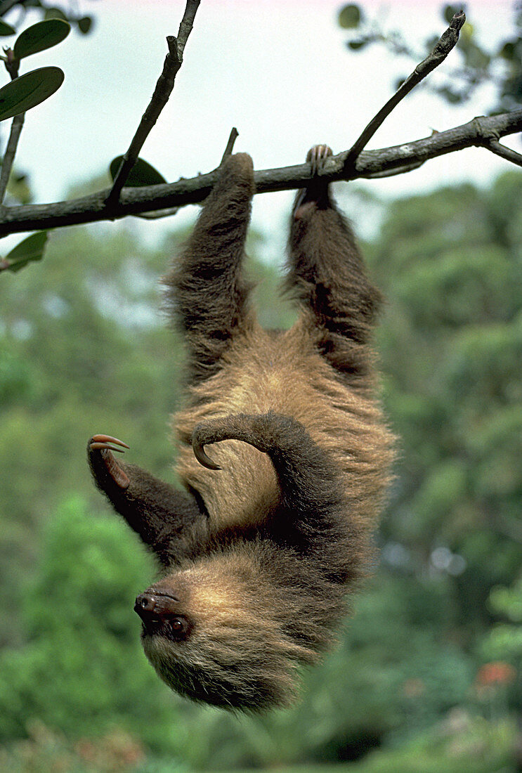 Two-toed Sloth juvenile