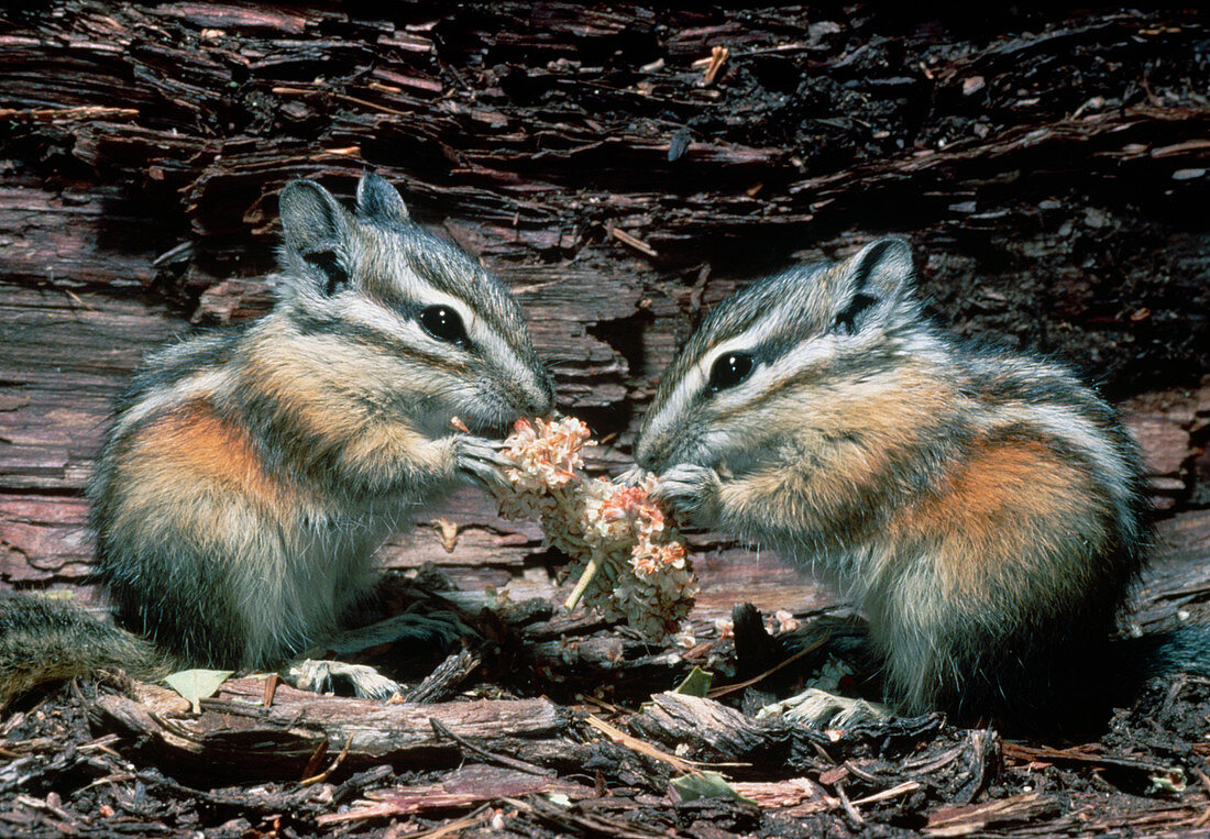 Chipmunks eating seeds