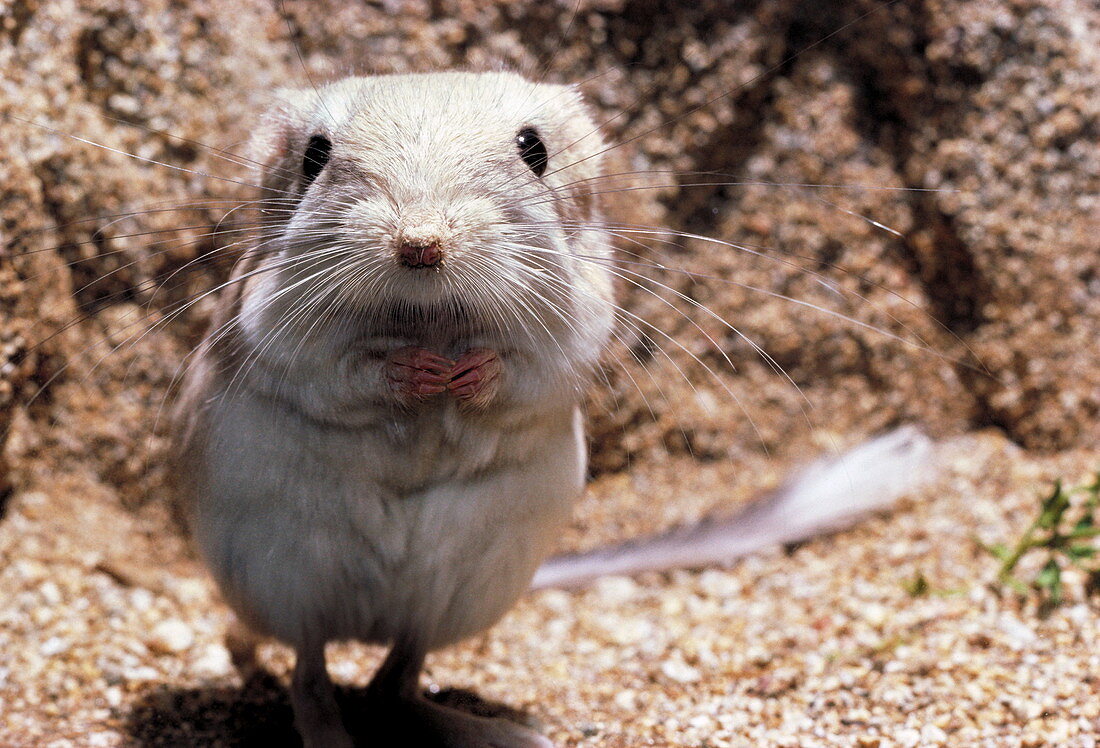 Desert kangaroo rat