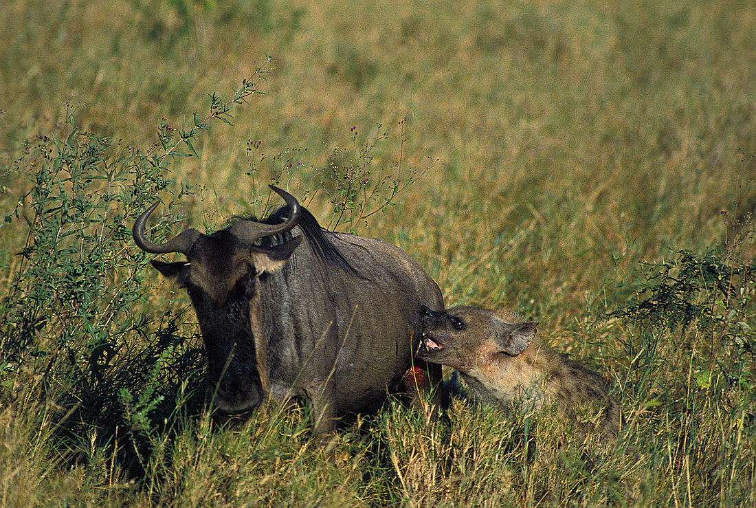 Hyena attacking a wildebeest