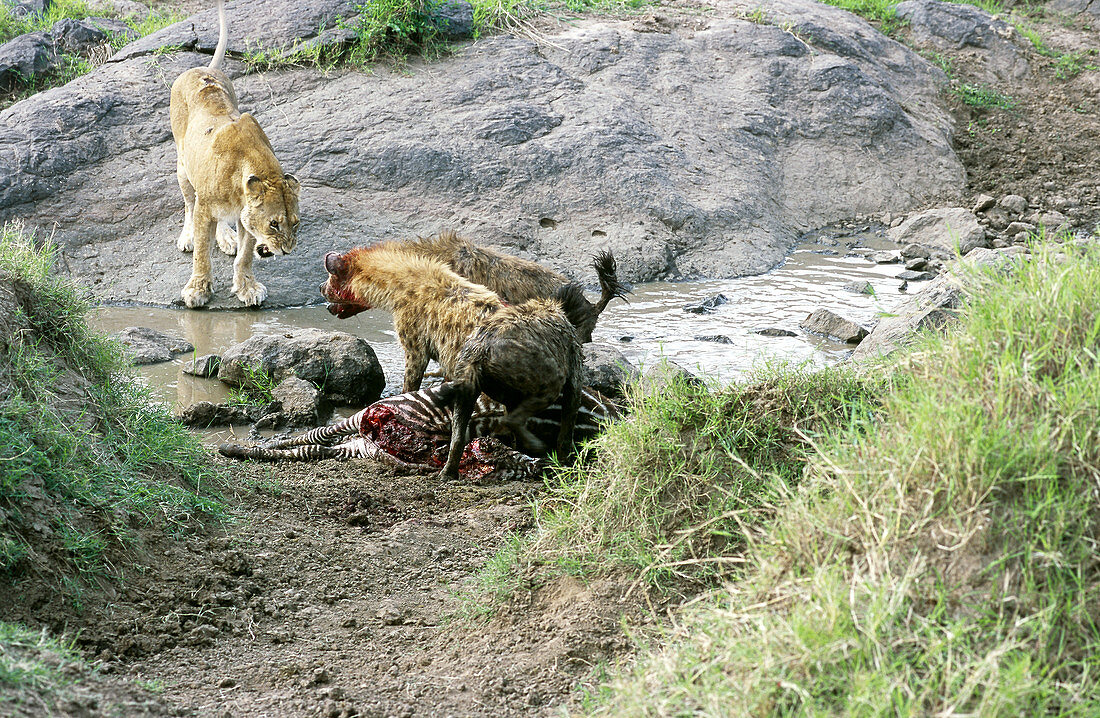 Confrontation of lioness and hyenas