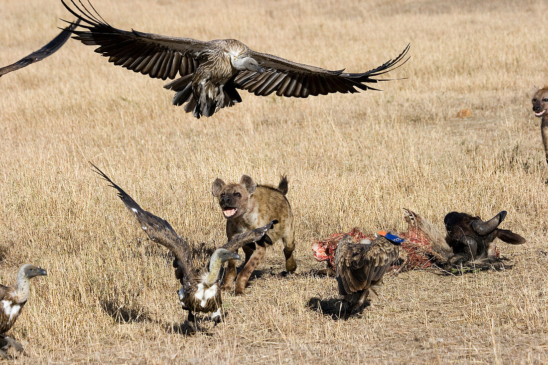 Spotted Hyenas chasing vultures off kill