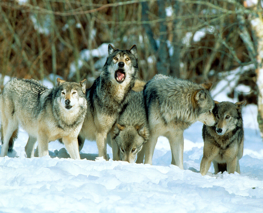 Five grey wolves (Canis lupus) in snow