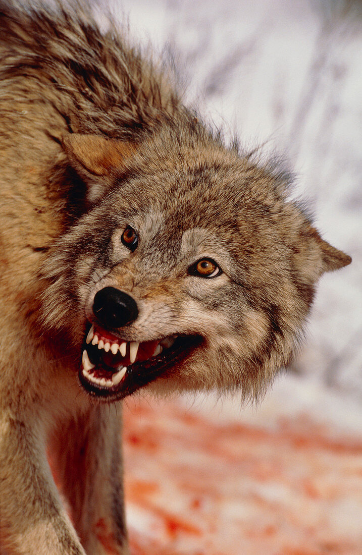 Grey wolf (Canis lupus) snarling while feeding