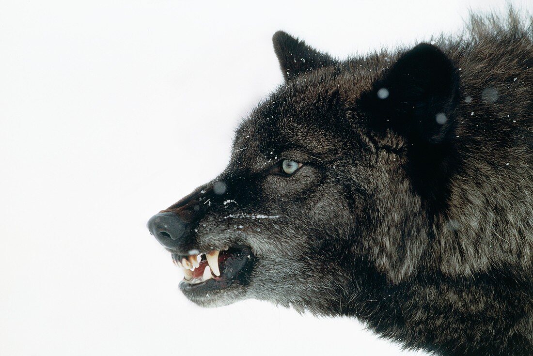 Head of a snarling grey wolf (Canis lupus)