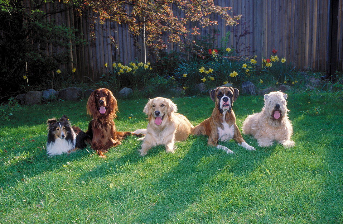 Five dog breeds