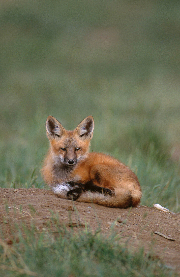 Red Fox pup (Vulpes vulpes)