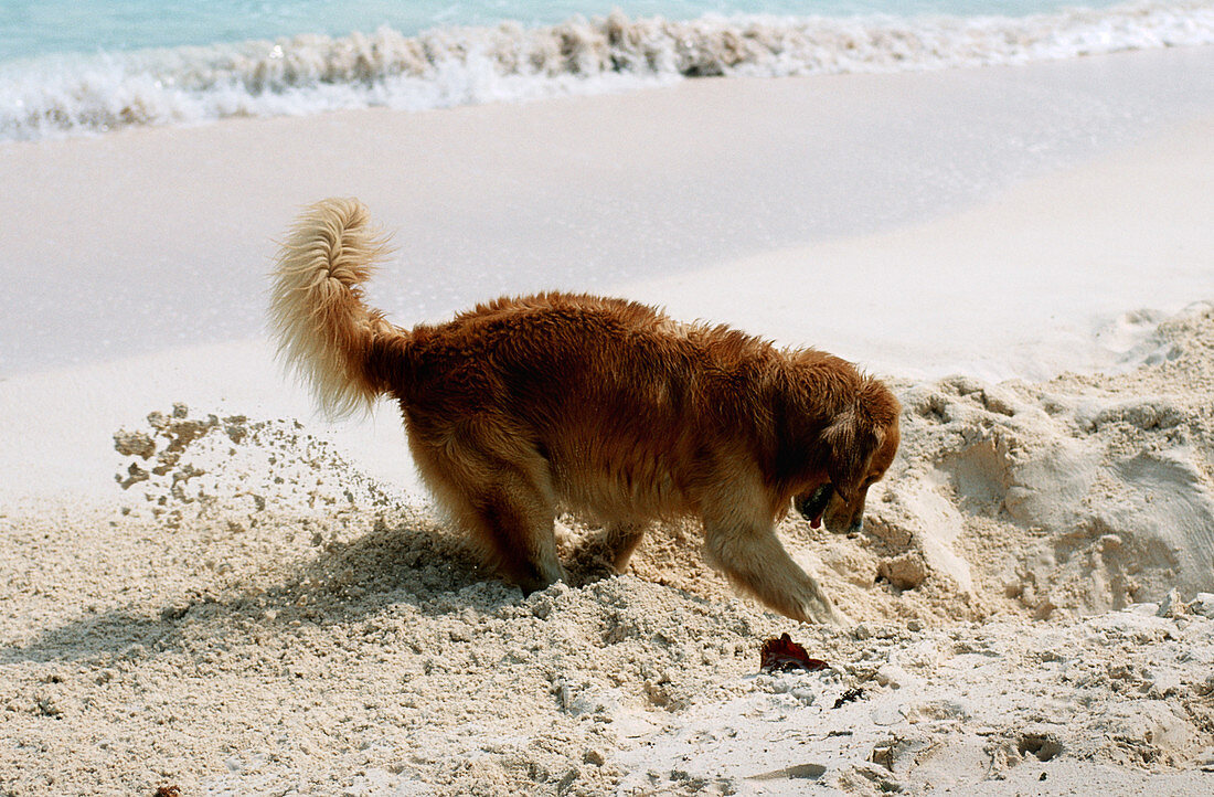 Dog Digging